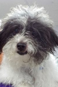 Picture of Oreo