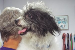 Picture of Oreo