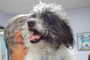 Picture of Oreo