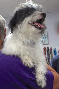 Picture of Oreo