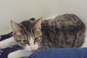 Picture of Phoenix