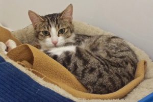 Picture of Phoenix
