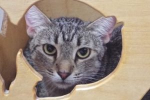 Picture of Ricola