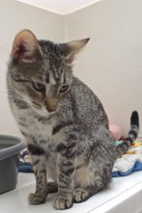 Picture of Ricola