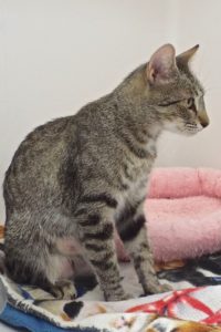 Picture of Ricola