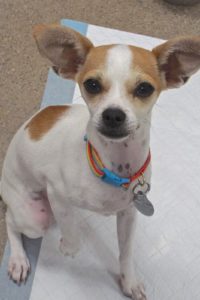 Picture of Rosey