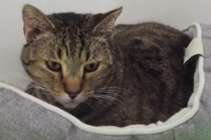 Picture of Smudge