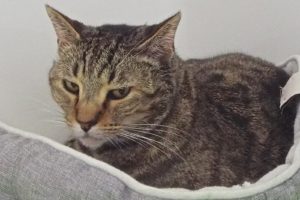 Picture of Smudge