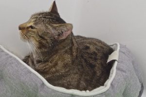 Picture of Smudge