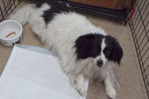 Picture of Sparky