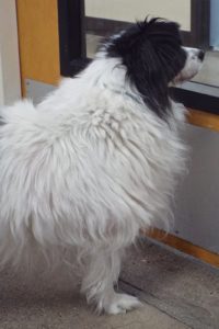 Picture of Sparky