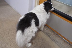 Picture of Sparky