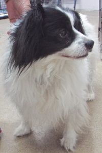 Picture of Sparky