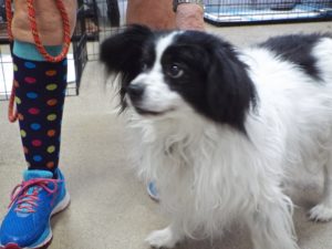 Picture of Sparky