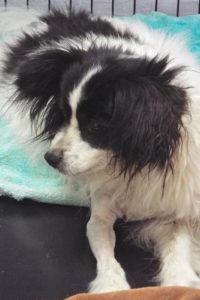 Picture of Sparky