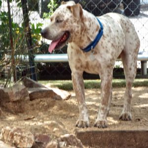 Picture of Spots