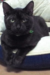 Picture of Weechee