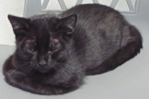 Picture of Weechee