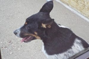 Picture of Windy