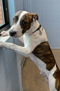 Picture of Winston