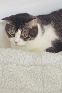 Picture of Ace