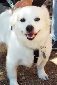 Picture of Aspen