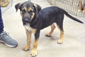 Picture of Buddy