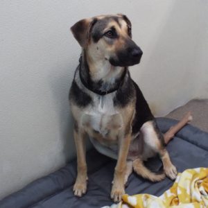 Picture of Buddy