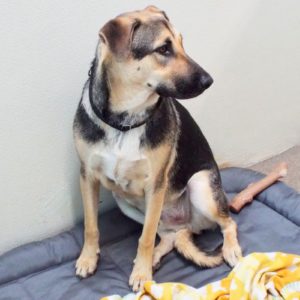 Picture of Buddy
