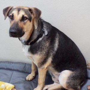 Picture of Buddy