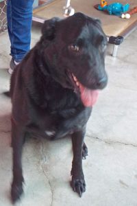 Picture of Buddy