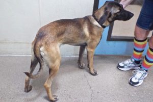 Picture of Champ