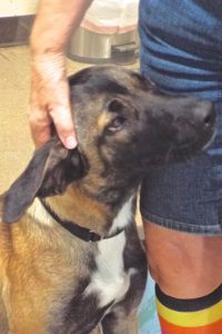 Picture of Champ