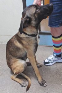 Picture of Champ