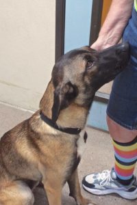 Picture of Champ
