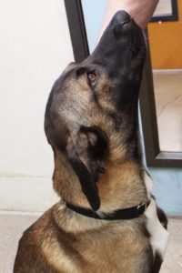 Picture of Champ