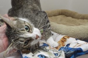 Picture of Chenille
