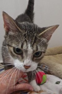 Picture of Chenille