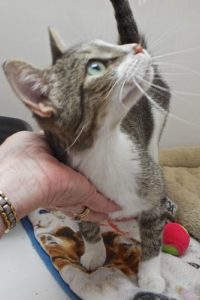 Picture of Chenille