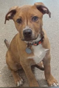 Picture of Dixon