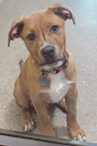 Picture of Dixon