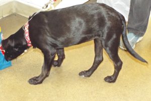 Picture of Ebony