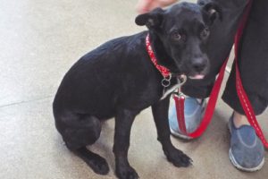Picture of Ebony