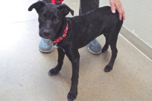 Picture of Ebony