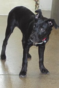 Picture of Ebony