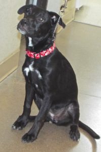Picture of Ebony