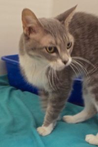 Picture of Emerald