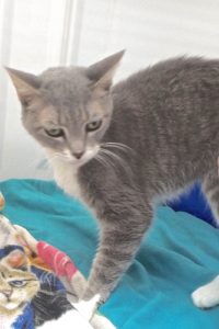 Picture of Emerald