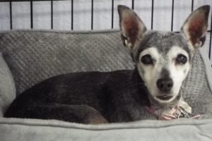 Picture of Frannie