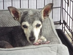 Picture of Frannie